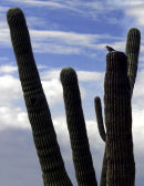 Prickly Perch